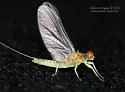 Ephemerella excrucians - photo 3
