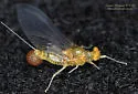 Ephemerella excrucians - photo 4