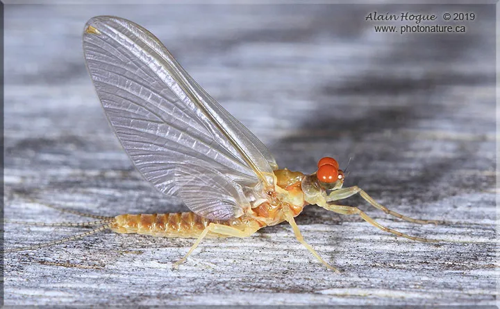 Ephemerella invaria - photo 3