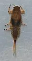 Ephemerella maculata