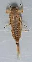 Ephemerella maculata - photo 2