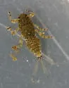 Ephemerella maculata - photo 3