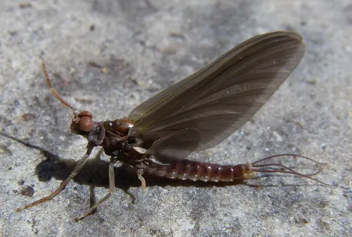 Ephemerella subvaria