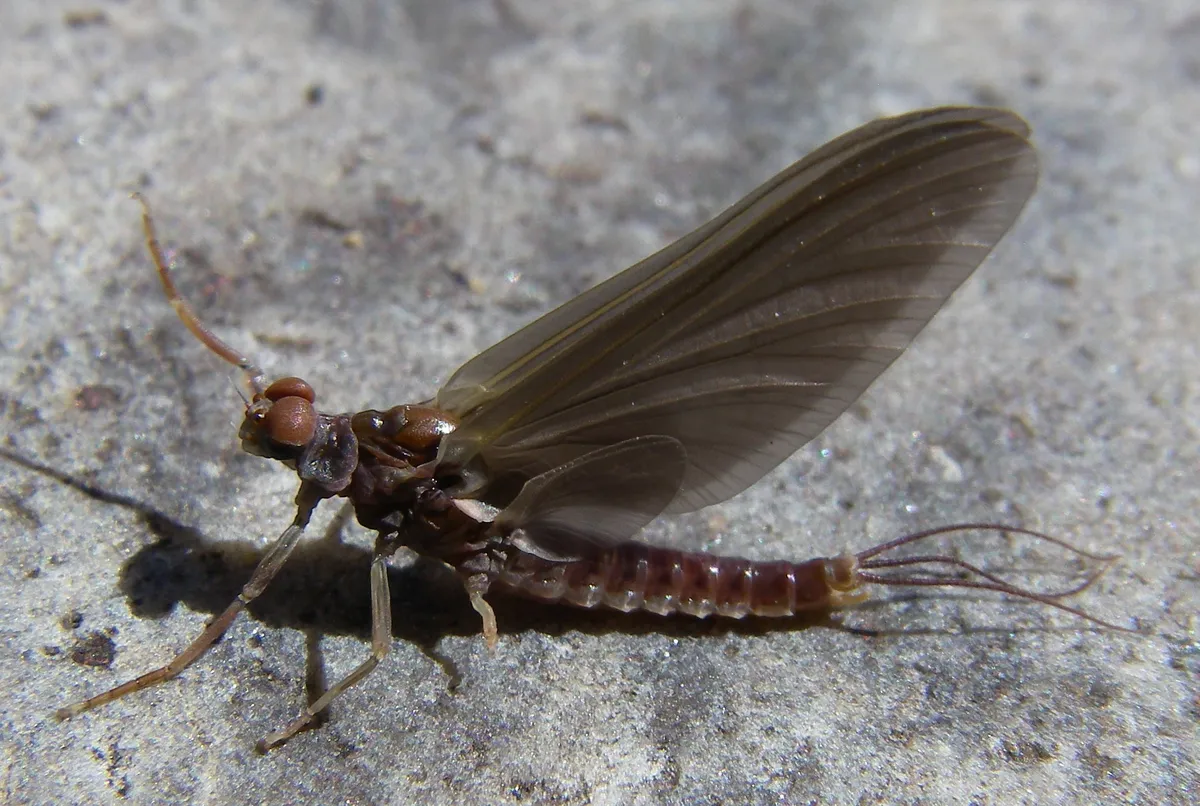 Ephemerella subvaria - photo 3