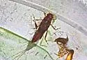 Ephemerella tibialis