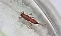 Ephemerella tibialis - photo 2