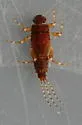 Ephemerella tibialis - photo 4