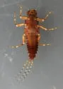 Ephemerella tibialis - photo 5