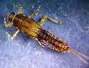 Ephemerella verruca