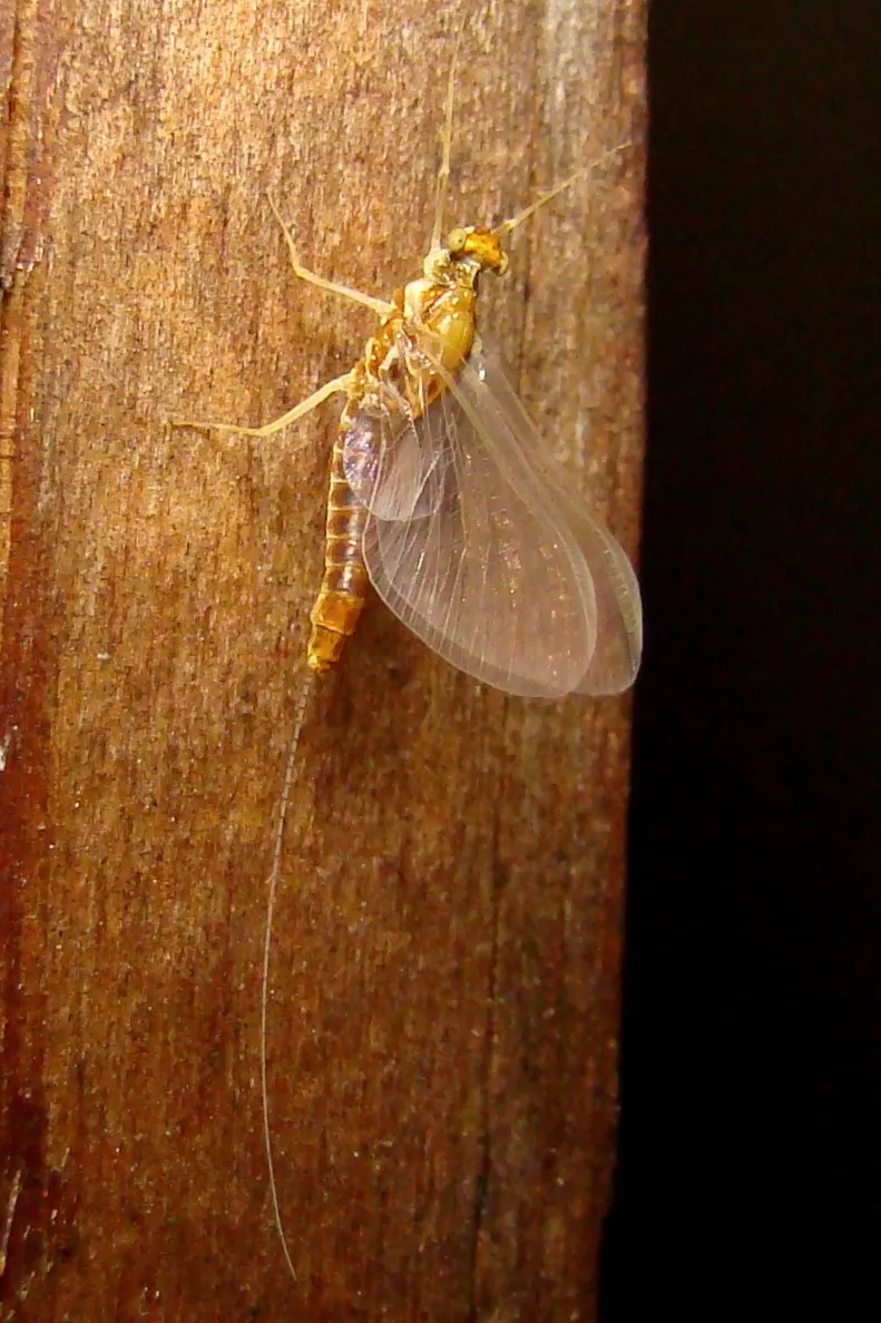Spiny Crawler Mayflies - Ephemerellidae