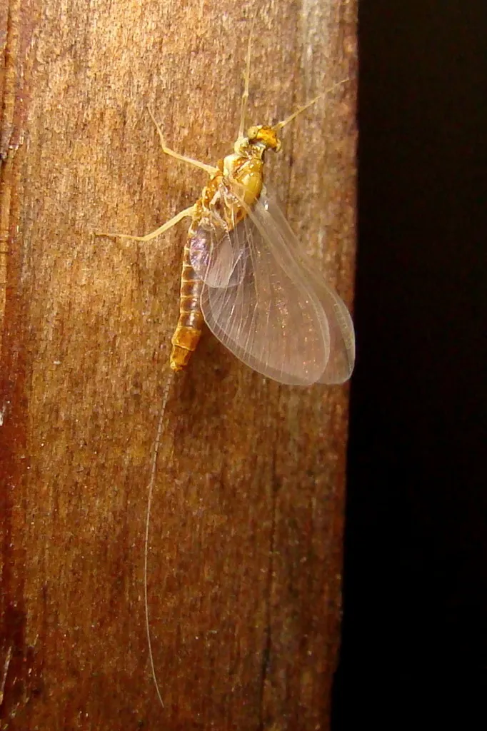 Spiny Crawler Mayflies - photo 2