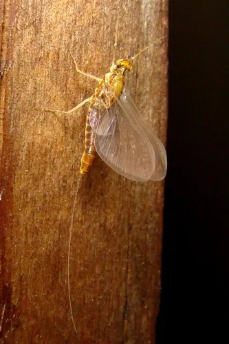Spiny Crawler Mayflies - photo 3