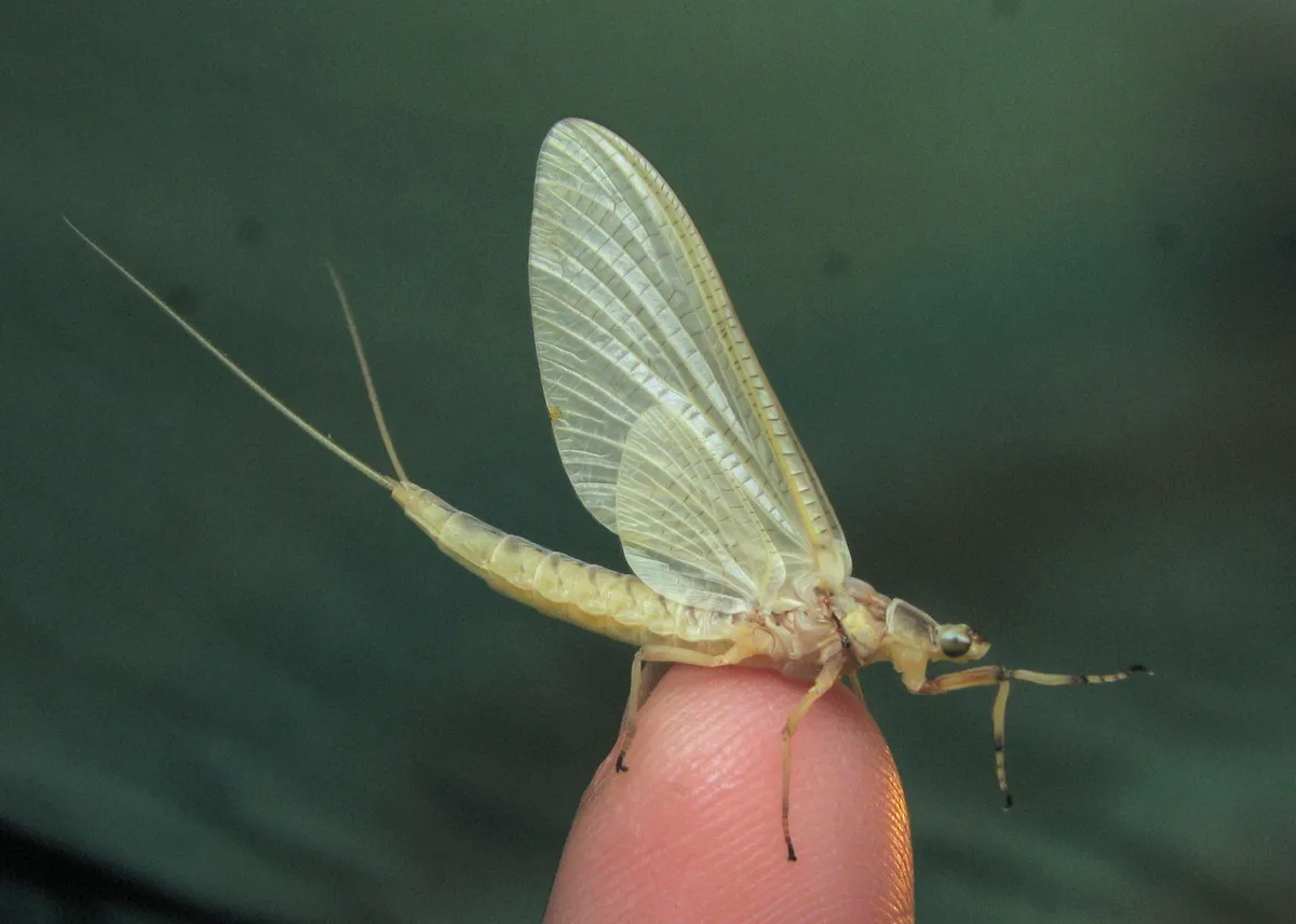 Common Burrower Mayflies - Ephemeridae