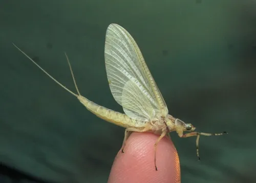 Common Burrower Mayflies - photo 2