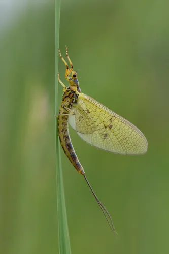 Mayflies - Ephemeroptera
