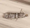 Ephestia columbiella - Hodges#6020.1