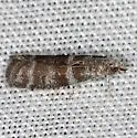Ephestia columbiella - Hodges#6020.1 - photo 2