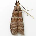 Ephestia columbiella - Hodges#6020.1 - photo 3