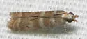 Ephestia columbiella - Hodges#6020.1 - photo 4