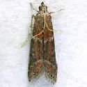 Ephestiodes erythrella - Hodges#6002 - photo 2