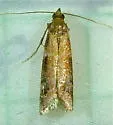 Ephestiodes erythrella - Hodges#6002 - photo 4