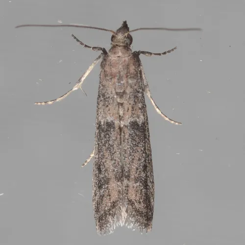 Dusky Raisin Moth