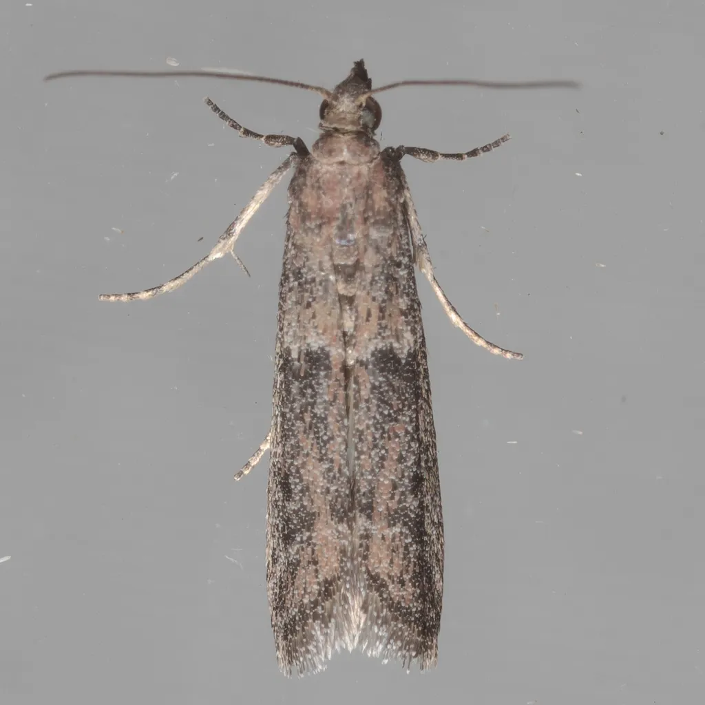 Dusky Raisin Moth - photo 2