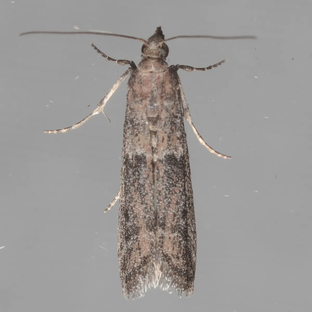 Dusky Raisin Moth - photo 3