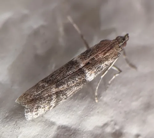 Dusky Raisin Moth - photo 5