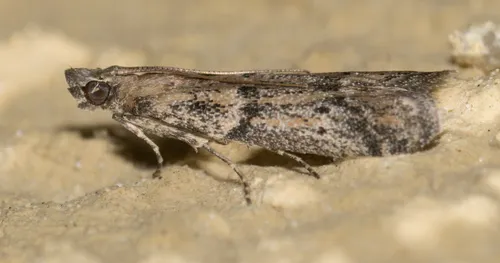 Dusky Raisin Moth - photo 6