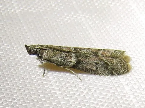 Dusky Raisin Moth - photo 7