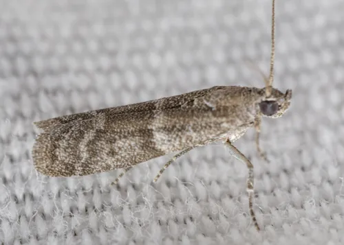 Dusky Raisin Moth - photo 8