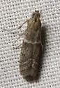Ephestiodes infimella - Hodges#6001