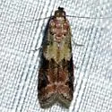 Ephestiodes infimella - Hodges#6001 - photo 4