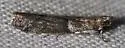 Ephestiodes monticolus - Hodges#6001.1