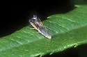 Grapholita angleseana - Hodges#3430