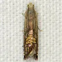 Grapholita angleseana - Hodges#3430 - photo 4