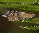 Grapholita caeruleana - Hodges#3431