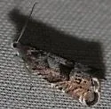 Grapholita caeruleana - Hodges#3431 - photo 2