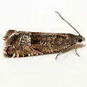 Grapholita caeruleana - Hodges#3431 - photo 4