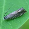 Solidago Root Moth - Hodges#3438