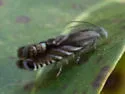 Solidago Root Moth - Hodges#3438 - photo 4
