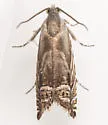 Solidago Root Moth - Hodges#3438 - photo 5