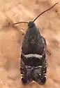 Grapholita imitativa - Hodges#3436
