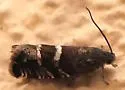 Grapholita imitativa - Hodges#3436 - photo 2