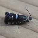 Grapholita imitativa - Hodges#3436 - photo 3