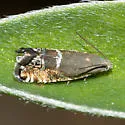 Grapholita lunatana - Hodges#3437