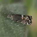 Grapholita lunatana - Hodges#3437 - photo 2