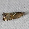 Grapholita lunatana - Hodges#3437 - photo 3