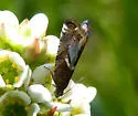 Grapholita lunatana - Hodges#3437 - photo 4